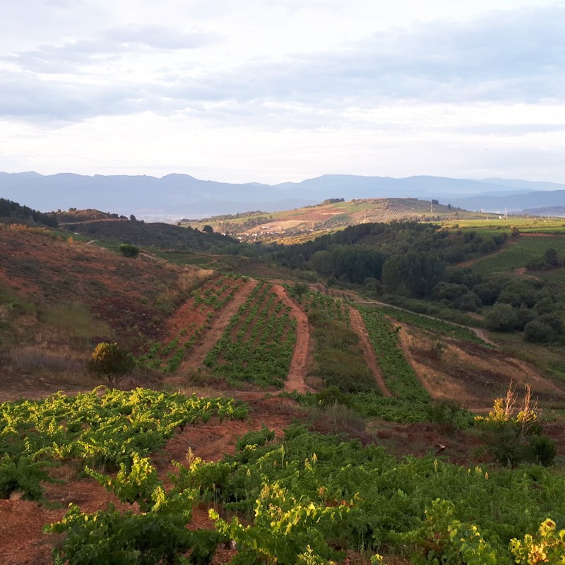 ƥ̥ƥȡTilenus Tinto