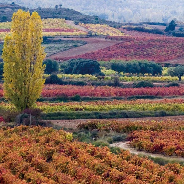 �ڴ����磻��ۡ�ޥ�ƥ롦������ǥ� ���Хꥫ 2023��Mantel Verdejo Barrica 2023