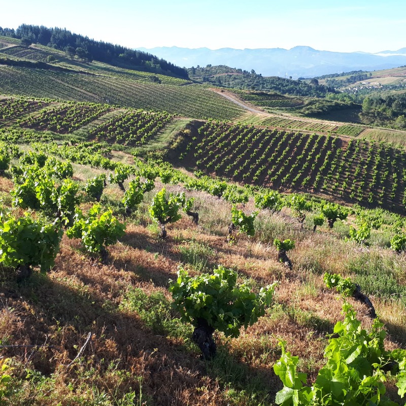 �ƥ���̥������ꥢ�󥵡�Tilenus Crianza