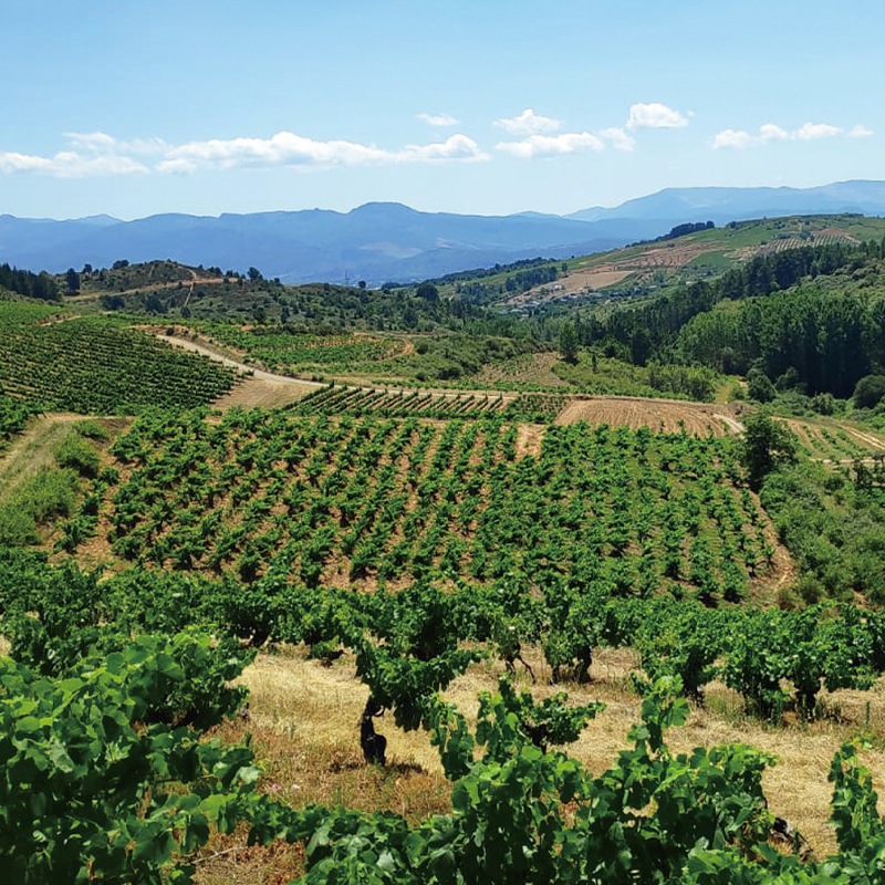 �ƥ���̥������ꥢ�󥵡�Tilenus Crianza