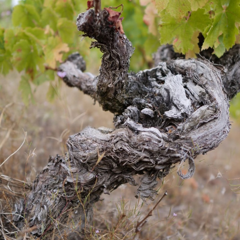 ƥ̥ԥTilenus Pieros