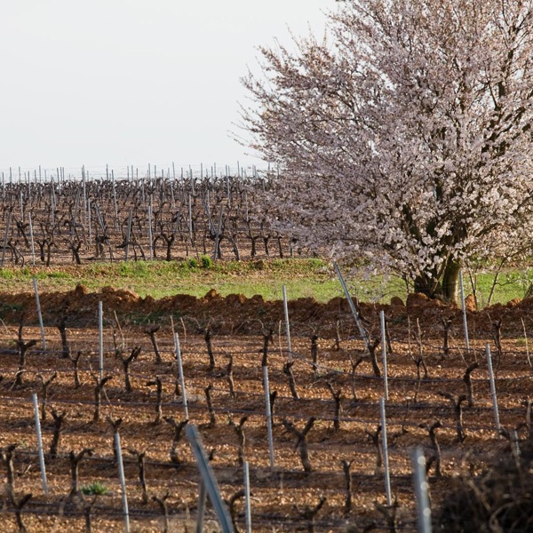 ޥƥ롦˥󡦥֥Mantel Sauvignon Blanc