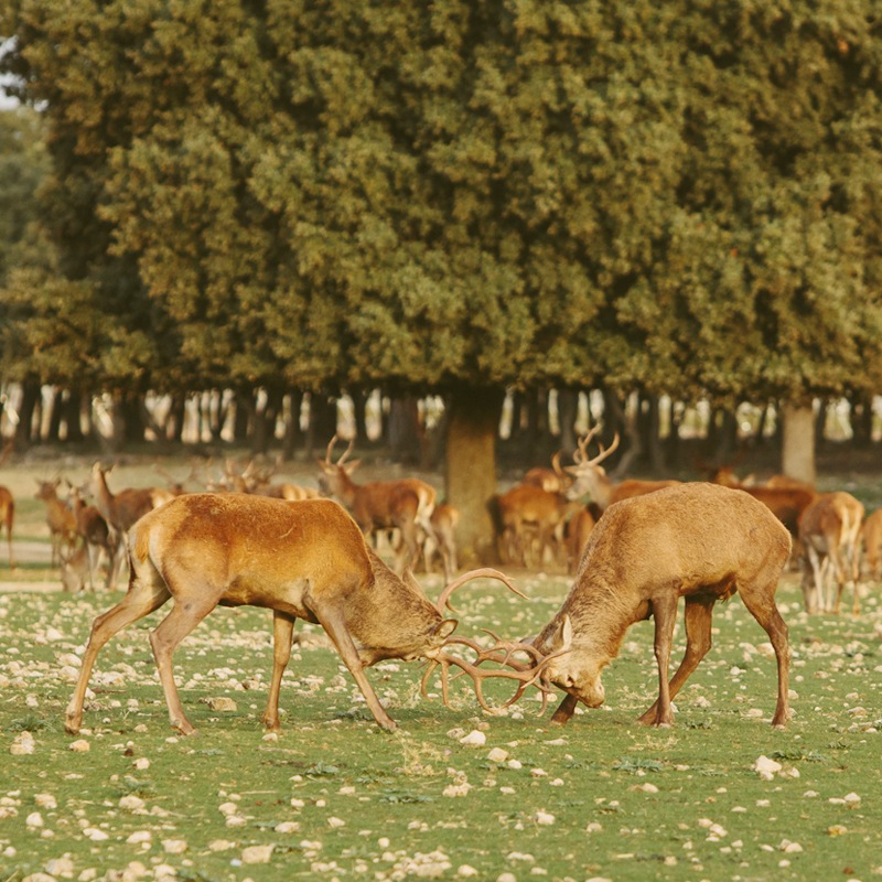 ���륹�����������ɡ�Arzuaga Rosae