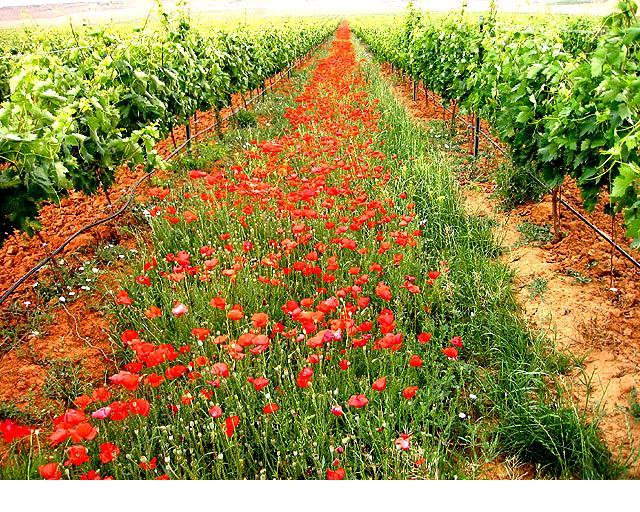 MdO �⥹�����ȡ��ǡ������祢���֥�� Moscato de Ochoa