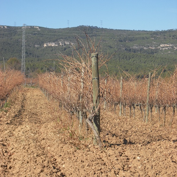 ͥ롦֥åȡMonegal Cerda Brut