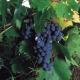 ƥ̥ѥǡݥʥ쥻СˡTilenus Pagos de Posada