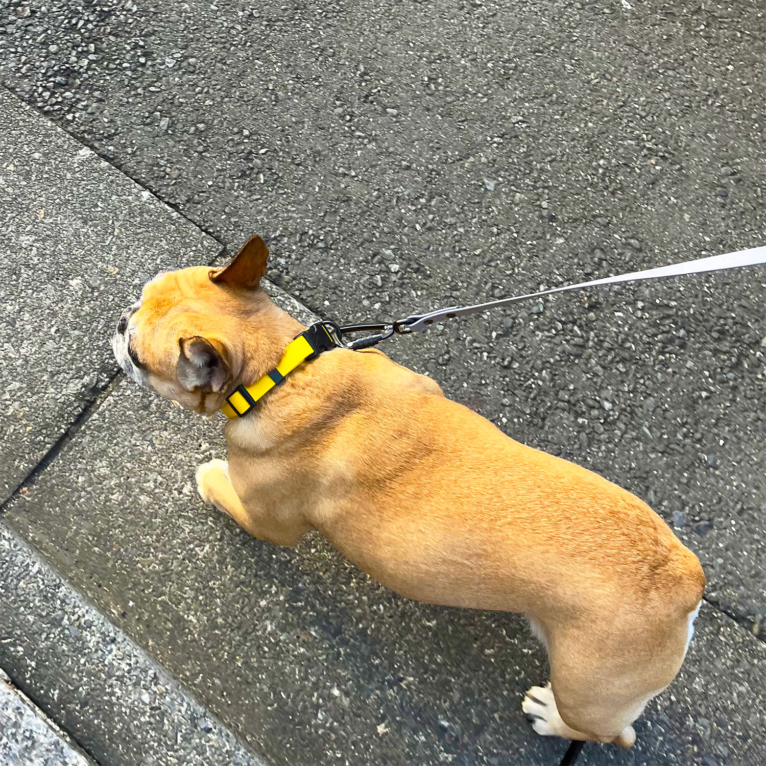 FW LEASHESBROWN/֥饦