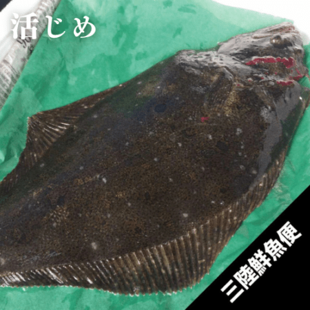 三陸天然ヒラメ(25cm1kg以上物)1尾 活じめ | ヒラメ | 東北 三陸天然ヒラメ(25cm1kg以上物)1尾 活じめ | ヒラメ | 東北