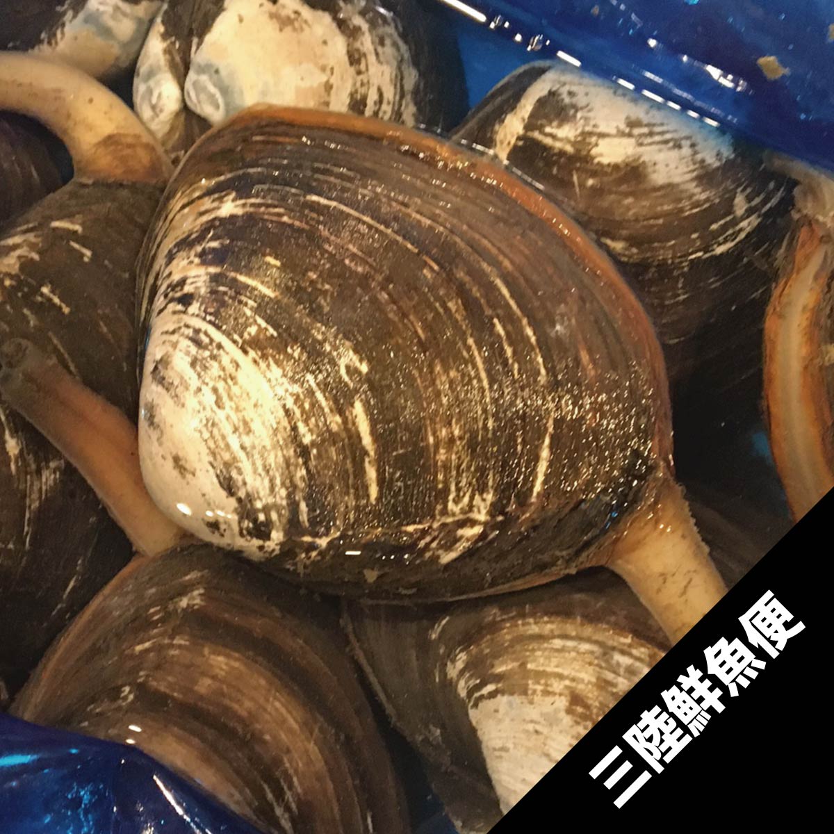 殻付きホッキ貝 5個 | すべての商品 | 東北うまいもの市場