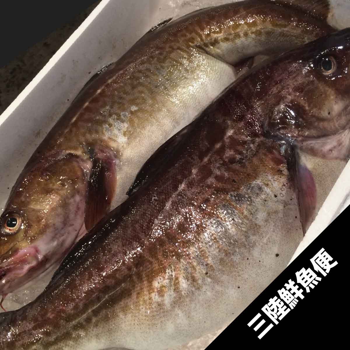 三陸真鱈 まだら 4kg前後 1本 三陸鮮魚便 鮮魚 東北うまいもの市場