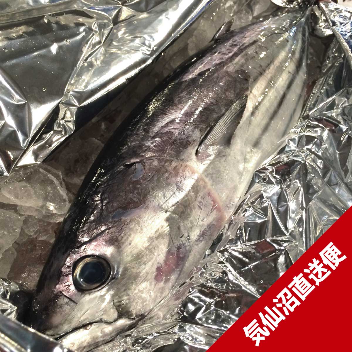 三陸 気仙沼一本カツオ【水揚げ直後の極上一本ガツオ】 | すべての商品