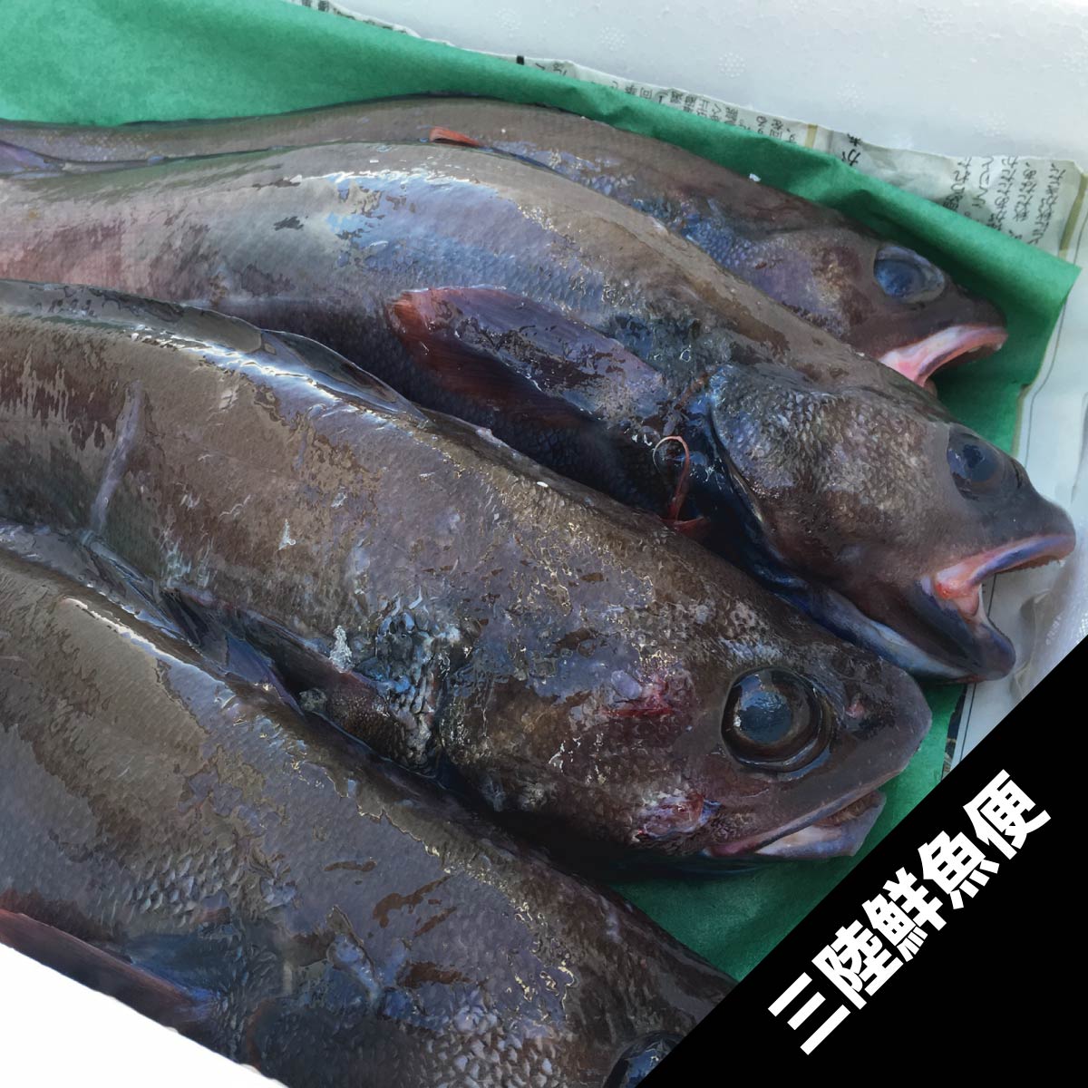 エゾソイアイナメ ドンコ 500g25cm以上2尾 三陸鮮魚便 鮮魚 東北うまいもの市場
