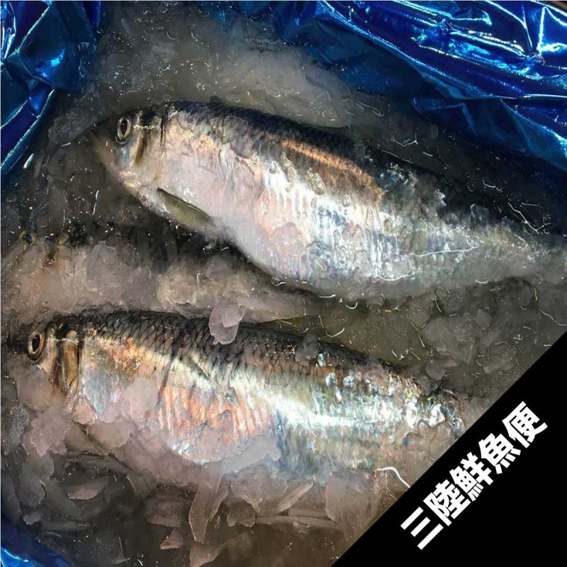 ���˥���ڥ��ޥ���������