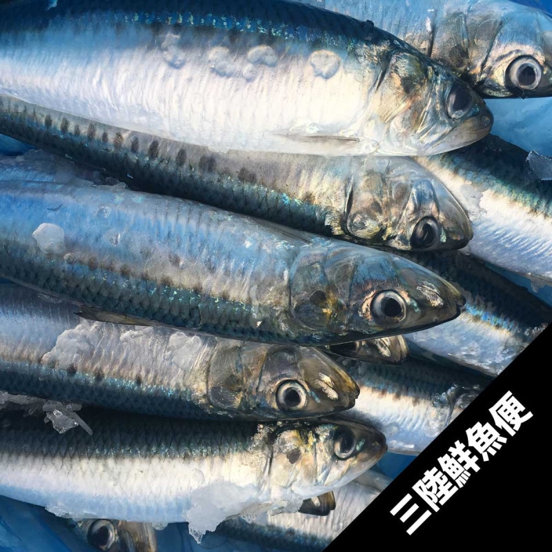 極上極太脂いわし 2kg【メルマガ会員限定】 | メルマガ会員限定 | 東北