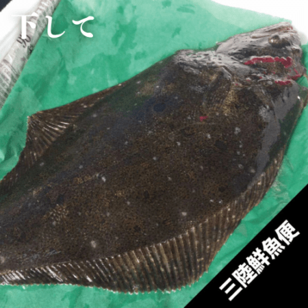 ��Φŷ���ҥ��(25cm1kg�ʾ�ʪ�ˣ��� ������