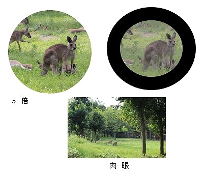 SIGHTRON SAFARI ���ե��� 5x21 5�� �� �� �֥�å� �磻���å� �д��