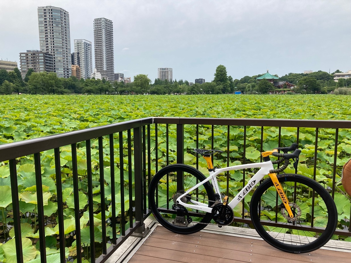 AVEDIO��CHARIS R DISC Aya's model��400����WHITE/UKON���ե륫���ܥ�ե졼�ॻ�å� Di2�侩�ե졼��