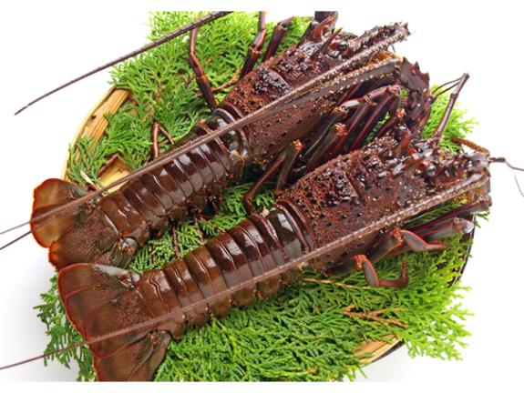 千葉県水揚げ　活〆冷凍伊勢海老計 600g(2尾入り)