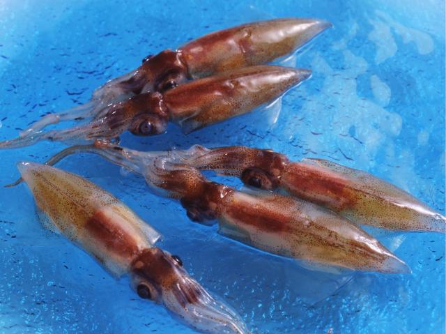 富山県産　生冷ほたるいか24尾 (お刺身・しゃぶしゃぶ用)