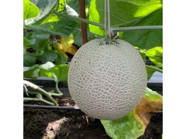 千葉県産アクアメロン1玉(1.4kg程度)～マスクメロン～