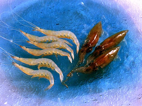 富山県産　深海の競演(生冷ほたるいか12尾・生冷白えび100g)