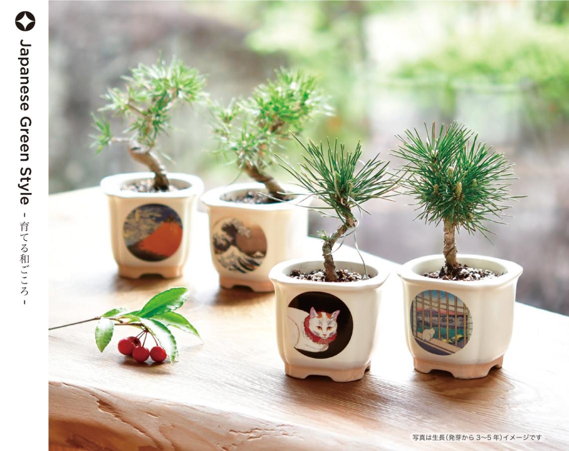 栽培セット」JAPANESE BONSAI（盆栽）（18個入） | その他（Other
