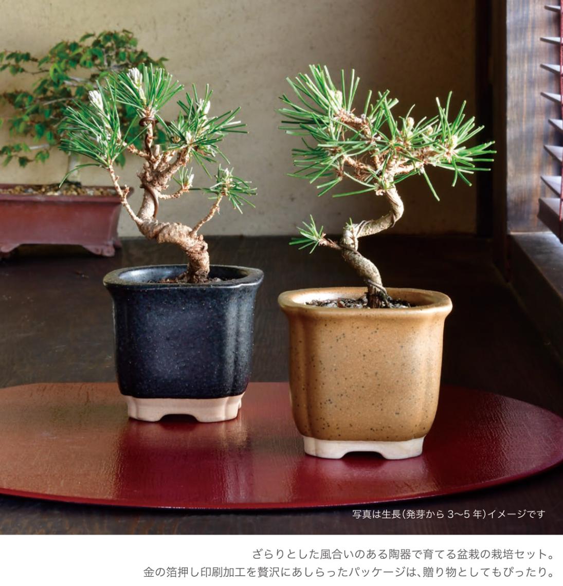 The BONSAI 栽培セット（盆栽）（24個入） | その他（Other