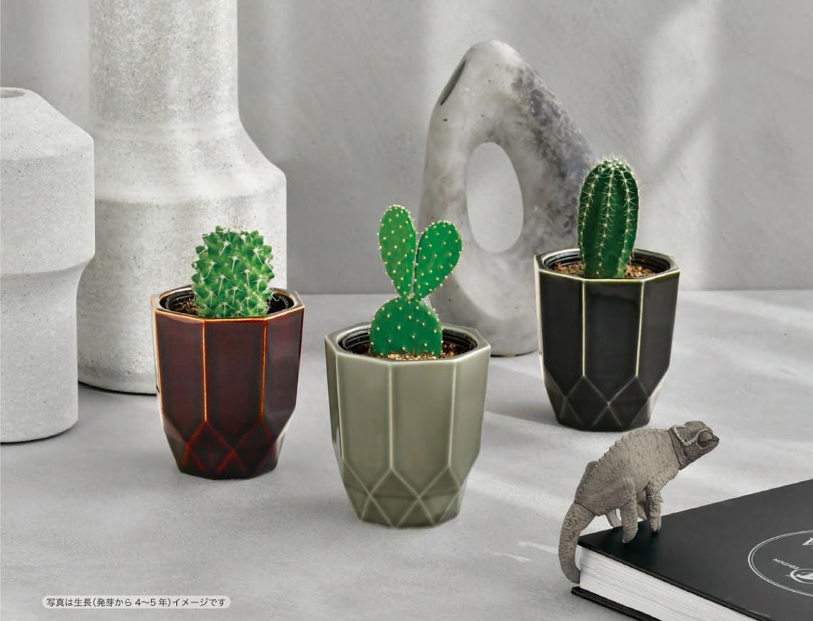 栽培セット」ハチカク カクタス（18個入） | その他（Other） | TOYS