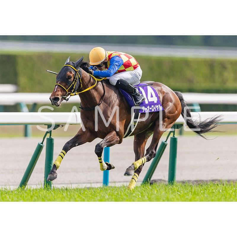 競馬写真パネル （ウォールデコパネル2024上期GI 天皇賞（春