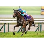 競馬ポスターB2：ディープインパクト 　4枚セット　パネル付き 4人乗り ゴムボート プラスバリューセット NB295RU ロールアップ