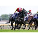 カテゴリー一覧,2025年GIウォールデコパネル | ターフィー通販クラブ