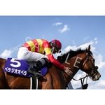 カテゴリー一覧,2025年GIウォールデコパネル | ターフィー通販クラブ