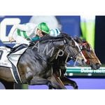 カテゴリー一覧,2025年GIウォールデコパネル | ターフィー通販クラブ