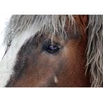 2026Ф󤨤ϥִ˾εס