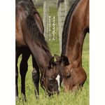 ターフィー通販クラブ