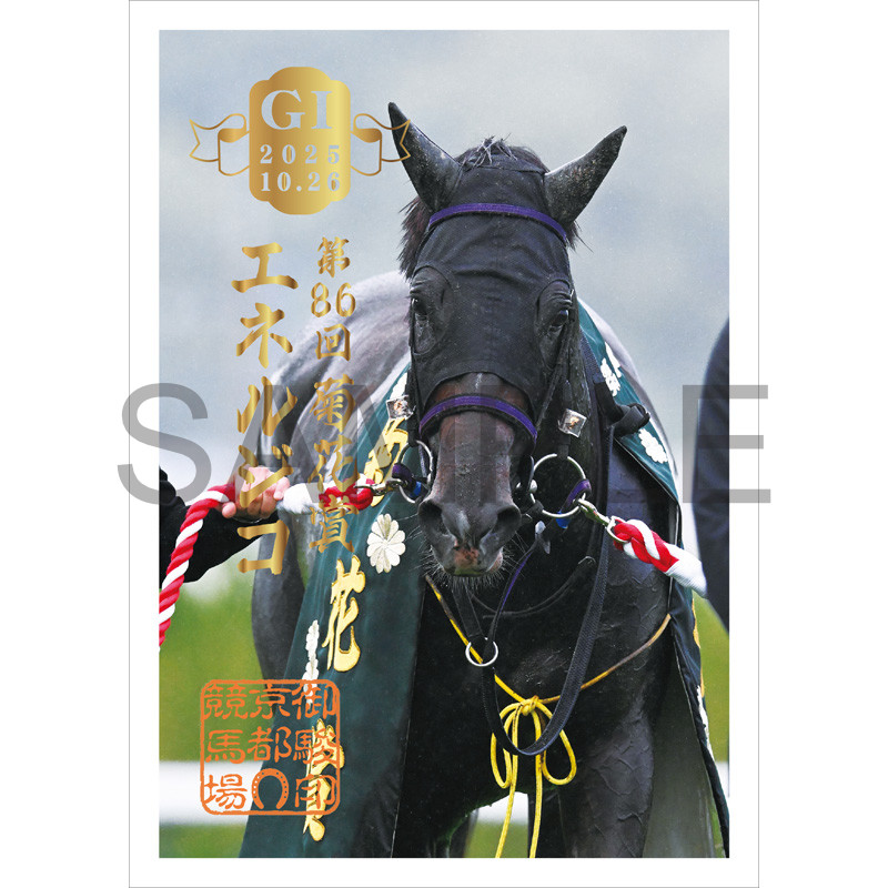 菊花賞 | エネルジコ JRA 2025年 - 菊花賞2025 菊花賞キャンペーン