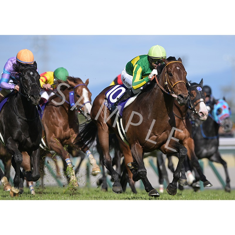 ウォールデコパネル2025上半期GI 高松宮記念【サトノレーヴ