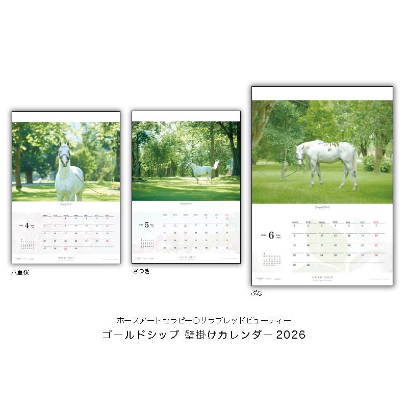 ゴールドカレンダー 2016 ゴールドシップ4○壁掛けカレンダー2026＋写真集「ファンver.クール