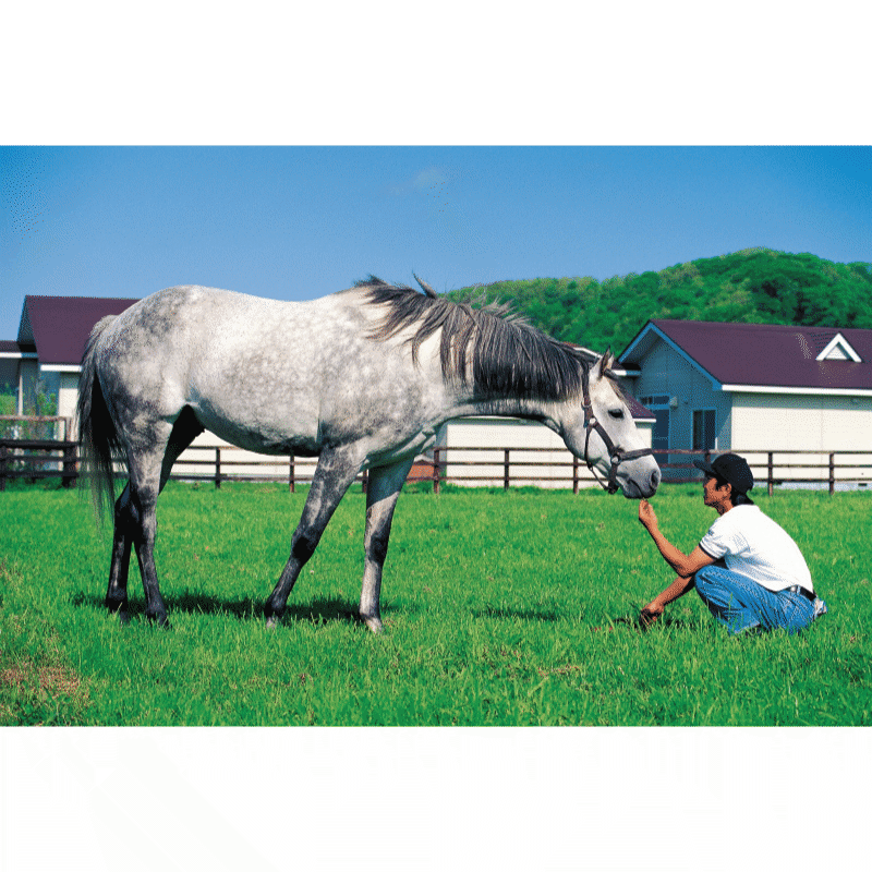 白の時間 復刻版 | カテゴリー一覧,書籍・写真・写真集 | ターフィー