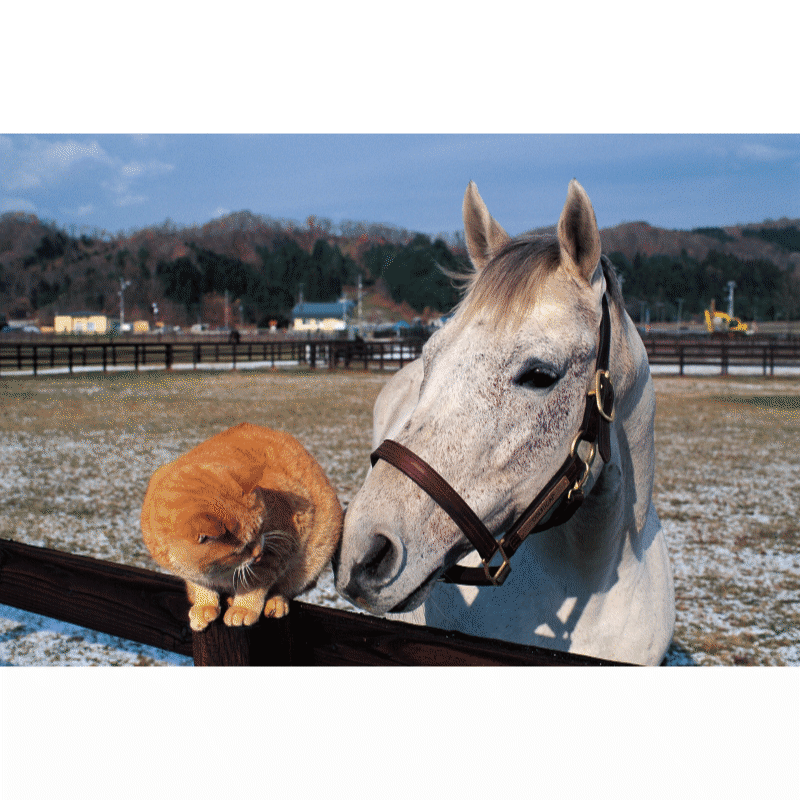 白の時間 復刻版 | カテゴリー一覧,書籍・写真・写真集 | ターフィー