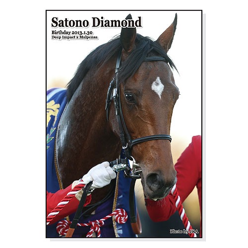 ホースジグソーパズル【サトノダイヤモンド】 | カテゴリー一覧,雑貨