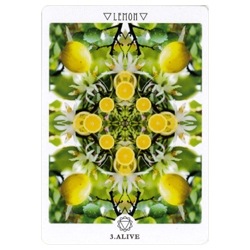 Flower Mandala Cards / 花曼荼羅カード
