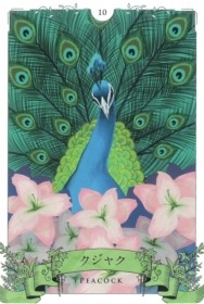 Bird Oracle / バードオラクル