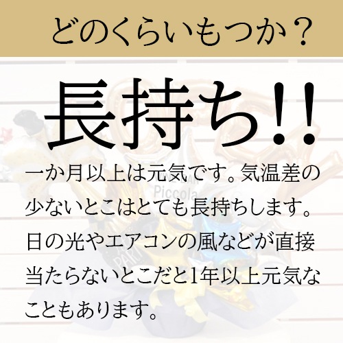 ����̵�� ��Ź���ꥸ�ʥ� �����ѥ󥪡��ץ󥢥�� 