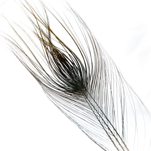 STRIPPED PEACOCK EYE XL