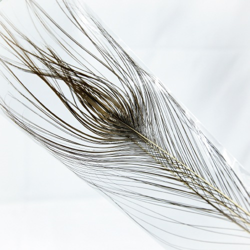 STRIPPED PEACOCK EYE XL