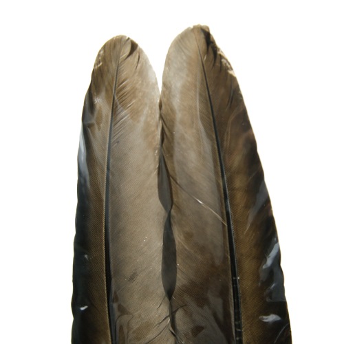 PEACOCK QUILL BLACK