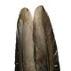PEACOCK QUILL BLACK
