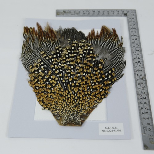 JUNGLE COCK | CANAL,マテリアル | WALTON'S INC