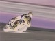 GRAND PRIX 2000 ԡڿǡ
